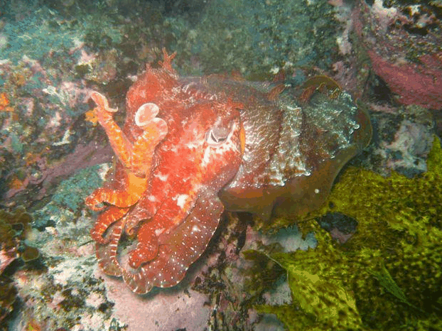 Jervis Bay Dive Charters - Accommodation Perth