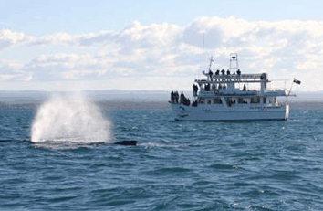Dolphin Watch Cruises - Accommodation Perth