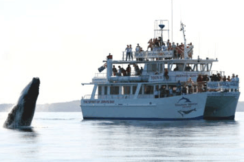 Dolphin Watch Cruises - Accommodation Perth 6