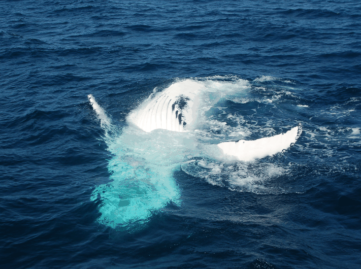 Dolphin Wild Cruises - Accommodation Perth