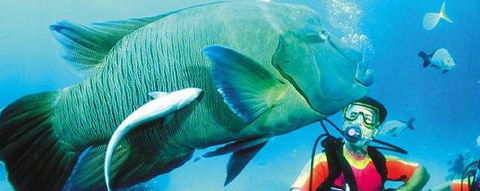 Aristocat Snorkel And Scuba Port Douglas - Accommodation Perth 0