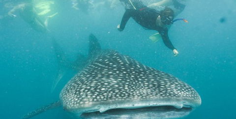 Aristocat Snorkel And Scuba Port Douglas - Accommodation Perth 1