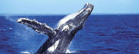 Aristocat Snorkel And Scuba Port Douglas - Accommodation Perth 2
