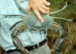 Whitsunday Crocodile Safari - thumb 0