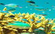 Reef Jet Cruises - thumb 4