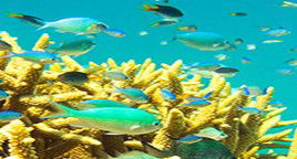 Reef Jet Cruises - Accommodation Perth 4