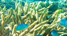 Reef Jet Cruises - Accommodation Perth 5