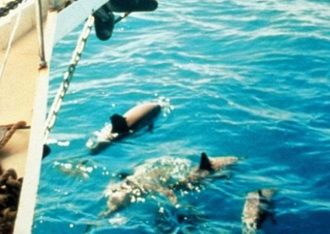 A Whitsunday Luxury Sailing Holiday - Perth Resorts 5