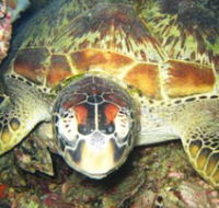 Adrenalin Snorkel and Dive - Accommodation Perth
