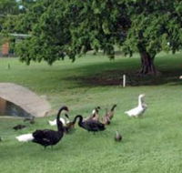 Anzac Park and Ululah Lagoon - Accommodation Perth