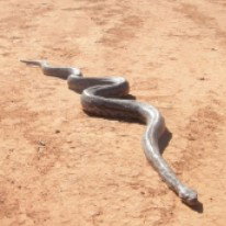 Araucaria Ecotours - Perth Resorts 3