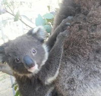 West Oz Wildlife Petting Zoos - Accommodation Perth