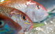 Coro Hotel - Lure Seafood Restaurant - thumb 0