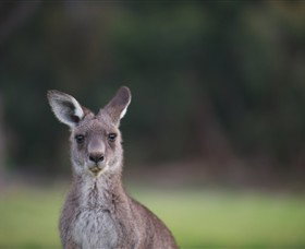 Anglesea Golf Club - Accommodation Perth 6