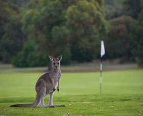 Anglesea Golf Club - Accommodation Perth 0