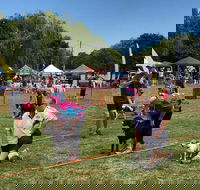 Dogs in the Park Orange - Accommodation Perth