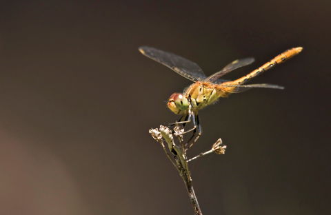Dragonfly Discovery - Accommodation Perth 0