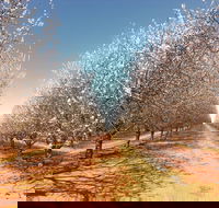 Mallee Almond Blossom Festival - Accommodation Perth