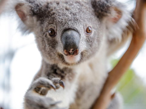 Meet The Stars Of The Livestreams - Accommodation Perth 0