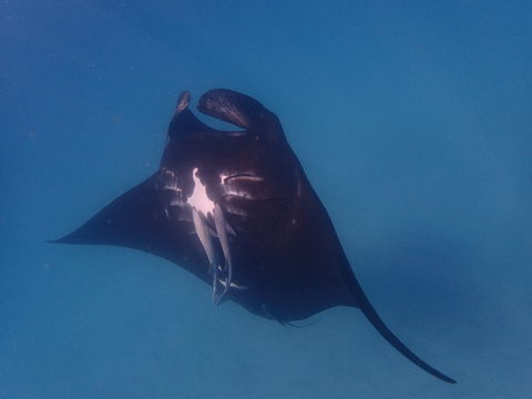 Project Manta Ningaloo Reef, Western Australia - Accommodation Perth 0
