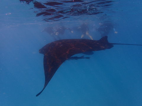 Project Manta Ningaloo Reef, Western Australia - Accommodation Perth 2