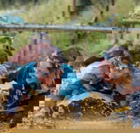 Suck It Up Buttercup Vikings Obstacle Course - Accommodation Perth