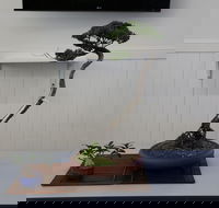 Wauchope Bonsai Workshop Group - Accommodation Perth