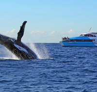 Whale Watching Cruises - Accommodation Perth