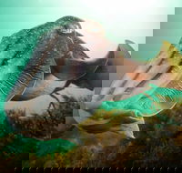 Whyalla Maritime Museum - Cuttlefish Capers - Accommodation Perth