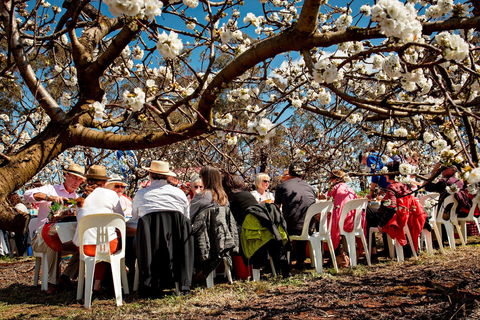 Young Cherry Blossom Long Lazy Lunch - Accommodation Perth 0