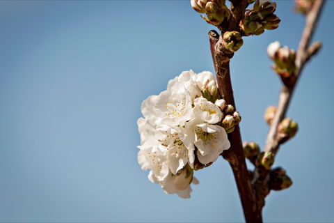 Young Cherry Blossom Long Lazy Lunch - Accommodation Perth 1