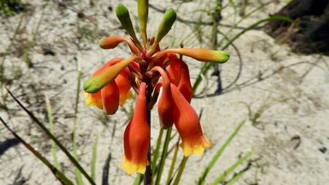 Australian Flora: Past, Present And Future - Accommodation Perth 0