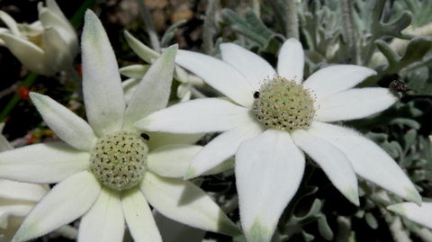 Australian Flora: Past, Present And Future - Accommodation Perth 2