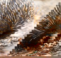 Aussie Wildlife Course - July/August/September - Accommodation Perth