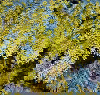 Australian Wattle Day  the Old Bus Depot Markets - Accommodation Perth