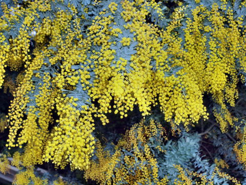 Australian Wattle Day @ The Old Bus Depot Markets - Accommodation Perth 0