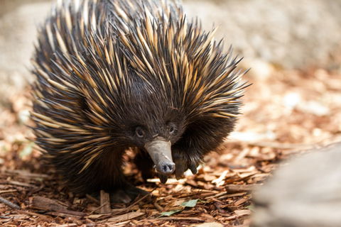 Aussie Wildlife Course - October Condensed Weekend Course - Accommodation Perth 0