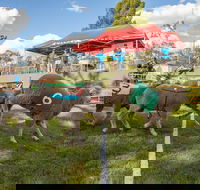 Caragabal Sheep Races - Accommodation Perth