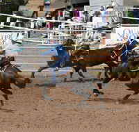 Dalgety Team Penning - Accommodation Perth