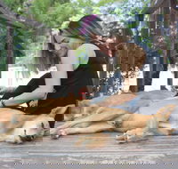 Dingo Den Discovery Experience - Perth Resorts