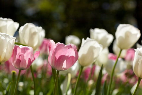 Floriade: Reimagined - Accommodation Perth 0