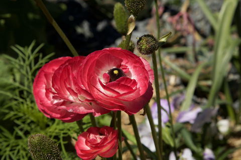 Garden Expo Benalla - Accommodation Perth 0