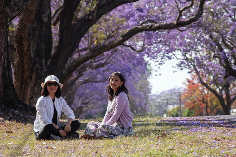 Grafton Jacaranda Festival - Accommodation Perth 1