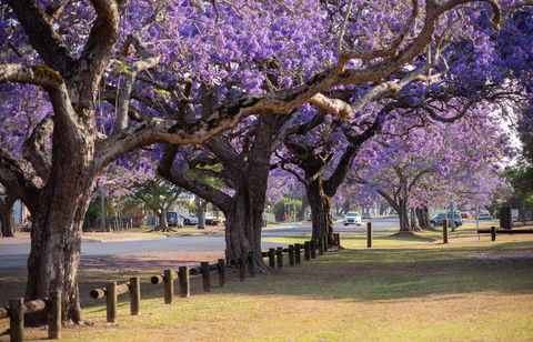Grafton Jacaranda Festival - Accommodation Perth 2