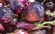 Griffith Rotary Market - thumb 1