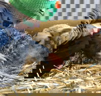 Horsham Agricultural Show - Accommodation Perth