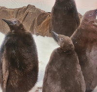 Meet Fluffy Friends at SEA LIFE Melbourne Aquarium these school holidays - Accommodation Perth