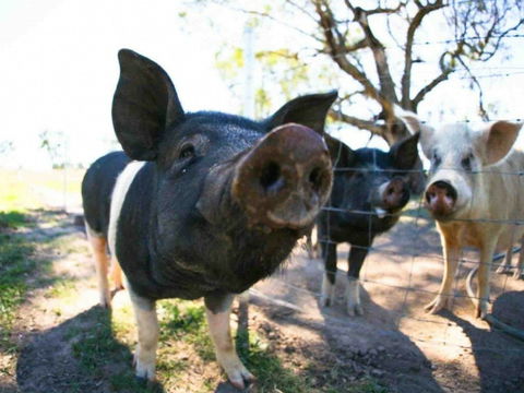 Mudgee Farm Walks - Perth Resorts 0