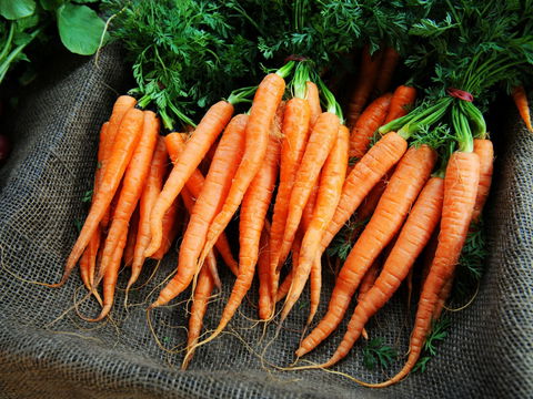 Mudgee Farm Walks - Perth Resorts 2