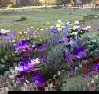 Riverina Iris Farm Open Garden and Iris Display - Perth Resorts